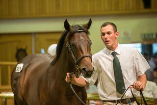 Cambridge Stud's sale-topping Savabeel colt Lot 301. 